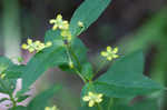 Fringed loosestrife